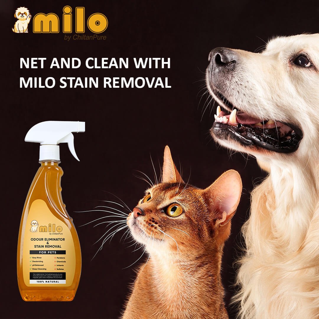 Milo Pet Odour Eliminator & Stain Removal – Natural Bio-Enzymatic Formula, Eliminate Pet’s Bad Odour & Remove Tough Stains 500ml - Image 5